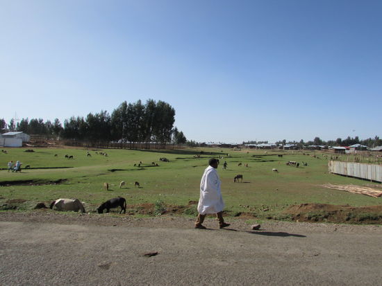 Hier oben sehen wir zum ersten mal große  Pferde in Äthiopien.