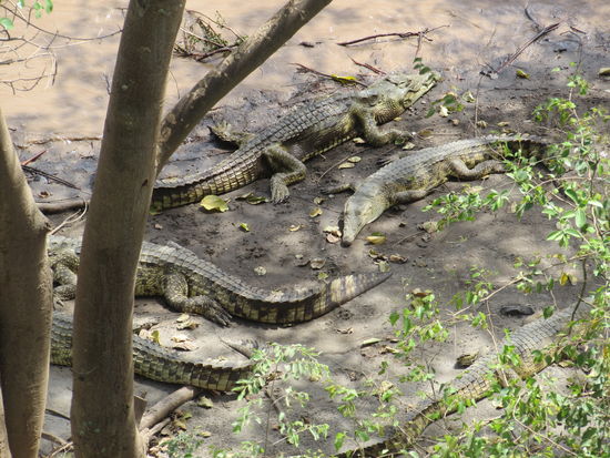 Bei einem Blick auf das Ufer entdecke ich diese Prachtexemplare.