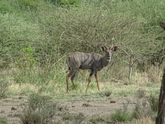 Unser Scout hat im Gebüsch zwei Kundu entdeckt.