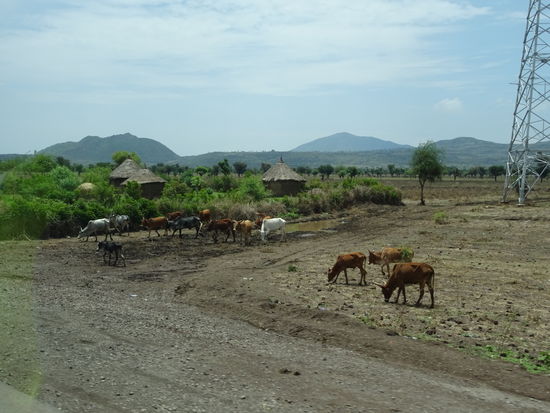 Wir sehen immer wieder diese typischen Siedlungen. Die Menschen leben von Ackerbau und Viehzucht.