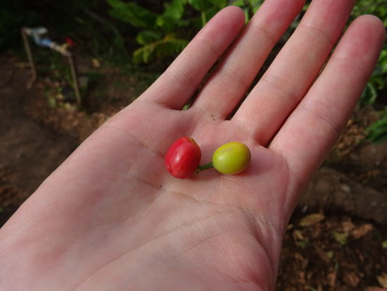 Hier die Kaffee Kirschen.