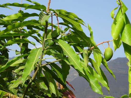 Die noch grünen Mango Früchte.