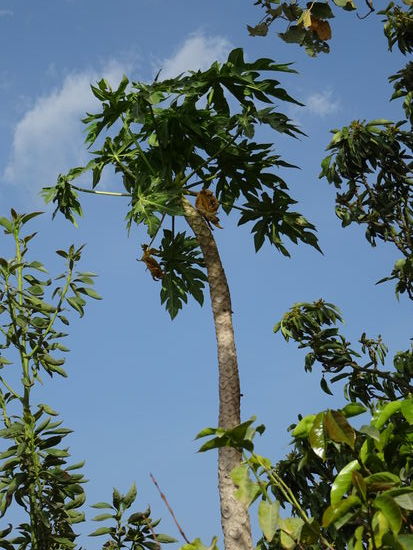 Der Papaya Baum.