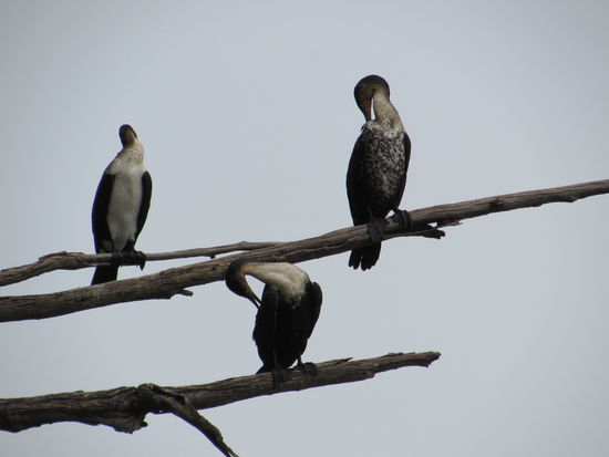 Als allererstes entdecken wir diese Kormoran.
