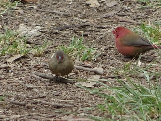 Es gibt unzählig viele dieser bunten Piepmätze.