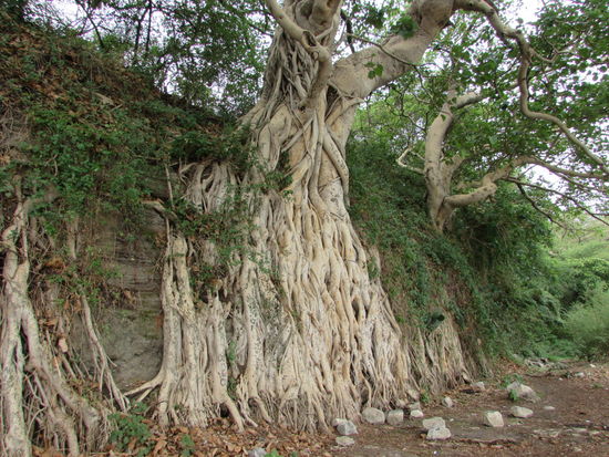 Was für mächtige Wurzeln.