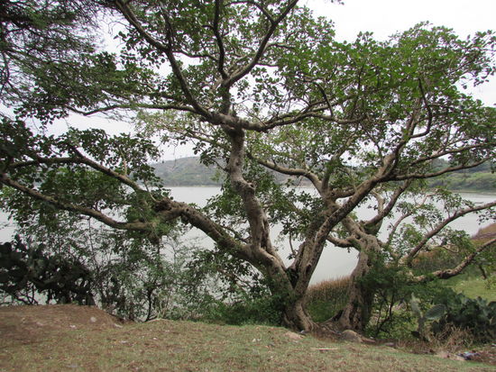 Riesige Feigenbäume.