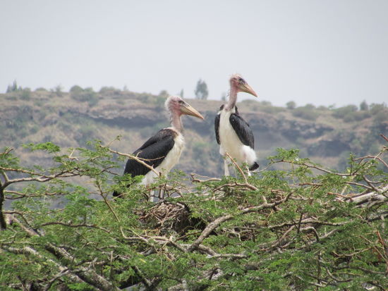In den mächtigen Akazien nisten Marabus.