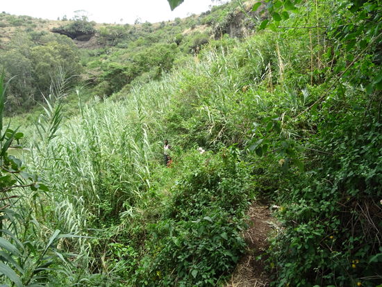 Wir müssen durch dichtes Schilf und ich bin froh das der Einheimische dabei ist. 