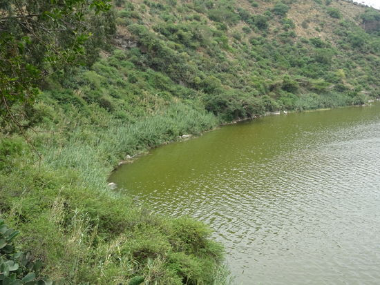 Da ist der Schilfgürtel zu erkennen.