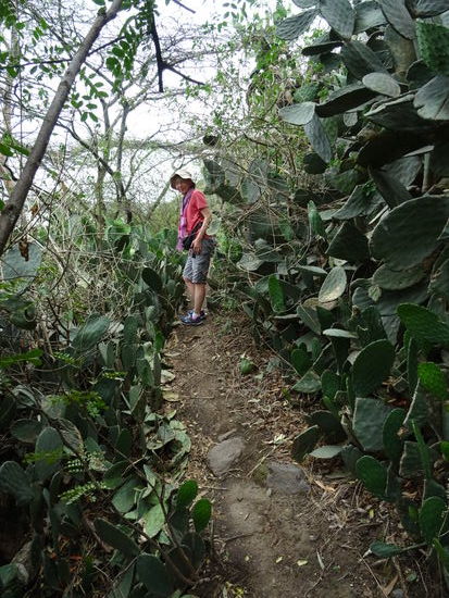Über lange Strecke ging es entlang dieser Kakteen.