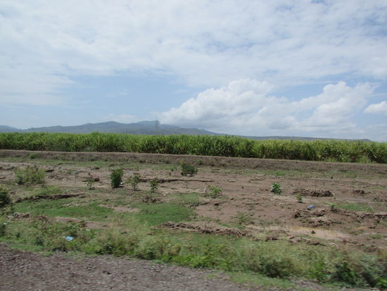Anbau von Zuckerrohr.