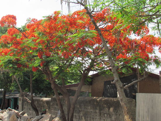 Was für eine fantastische Leuchtkraft !