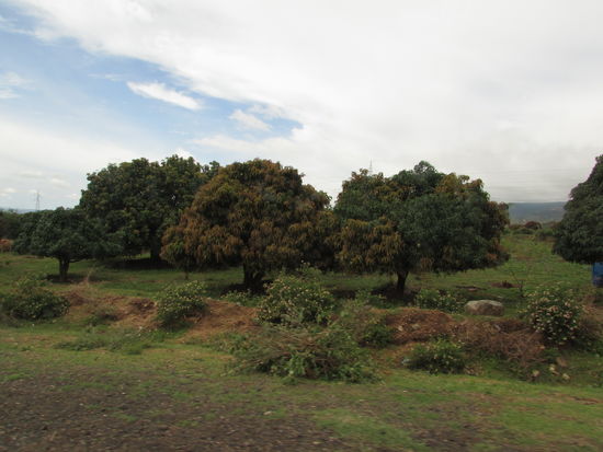 Entlang der Strecke sehen wir wie hier mächtige Avocado Bäume. Es werden aber auch Mangos und Papaya geerntet.