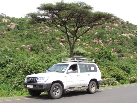 Während wir uns die Kamele ansehen, wartet unser Fahrer geduldig.