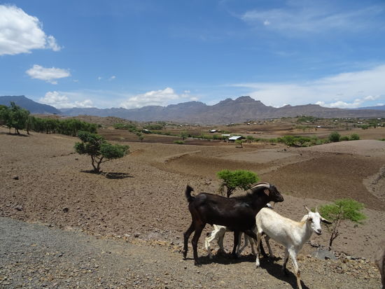 Der Flughafen von Lalibela liegt etwas außerhalb. Wir fahren noch 25 Minuten mit einem Kleinbus zu unserem Guest House. 
Wir steigen im Blue Nile ab. Das kenne ich vom letzten Jahr. Wir hatten dort stets ein köstliches Frühstück und ausserdem liegt es sehr zentral zu den Felsenkirchen.