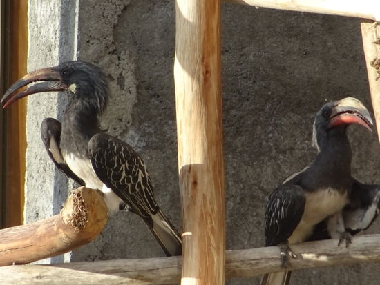 Diese beiden Gesellen hat Matthias am Abend beobachtet.