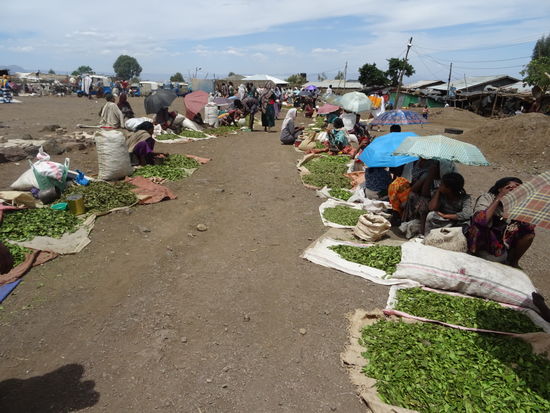 Hier wird Hopfen angeboten. Zum Schutz vor der Sonne kauern sich die Händler unter Regenschirme.