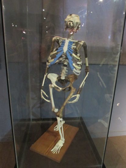 Lucy  sie wurde 1974 entdeckt und hat ihren Namen nach einem Song der Beetles, der im gleichen Jahr erschienen ist, erhalten.