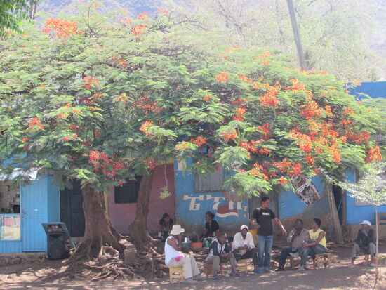 Ein schattiges Plätzchen unter dem Jakaranda- Baum.
