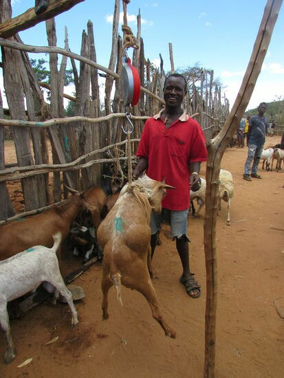 Bevor die Ziege verkauft wird, ist wiegen angesagt.
