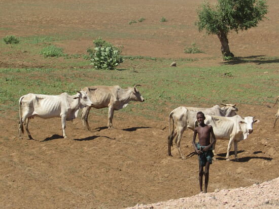 Das Vieh und auch die Menschen sehen stark ausgehungert aus. Man sagt hier, zuerst geht das Vieh, dann der Mensch. Dieser Anblick macht mich stark betroffen.