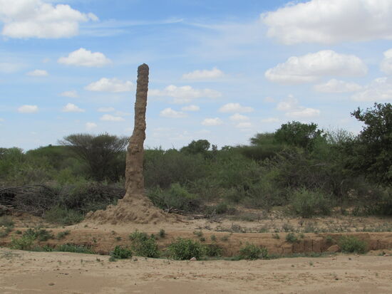 Am Straßenrand sehen wir unzählige Termiten.