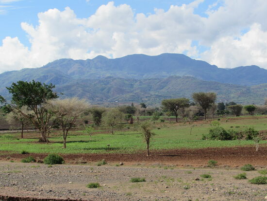 Es wird wieder etwas grün 