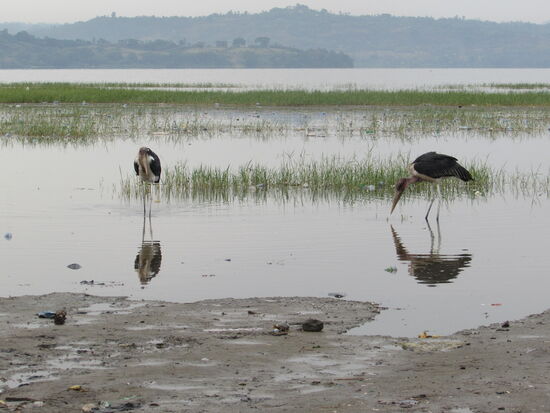 Die Marabus warten schon auf die Fischreste.