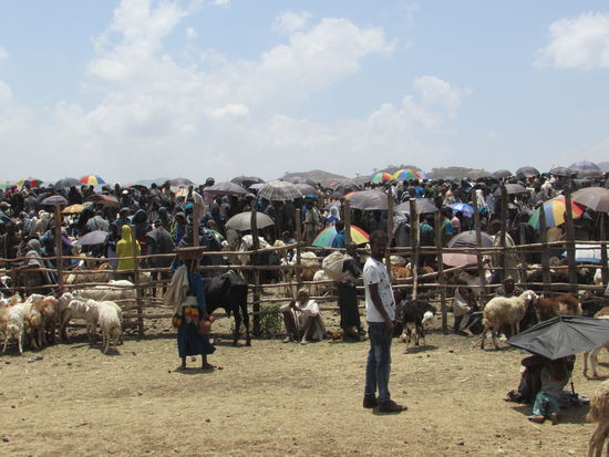 Wir nähern uns dem Ort "Tis Issat" am blauen Nil und sehen diesen  riesigen Viehmarkt.