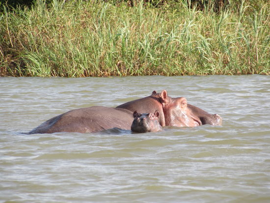 Es sind die ersten in Freiheit lebenden Nilpferde die ich sehe und ich bin total begeistert.