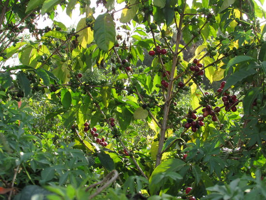 Haile zeigt und eine Kaffee Pflanze. Äthiopien ist das Ursprungsland des Kaffees.