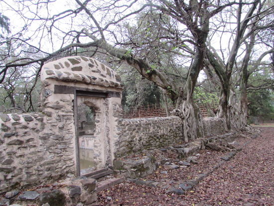 Die Mauer ist mystisch von Wurzeln bewachsen.