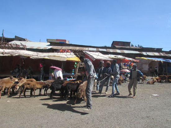 Auf der Fahrt nach Debark wird noch allerhand eingekauft, was für das Trekking benötigt wird. Auch unser Guide Assafa und die beiden Scouts steigen zu uns in den Bus.
