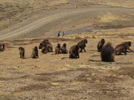 Es dauert nicht lang und wir sehen diese Gruppe Blutbrustpaviane.