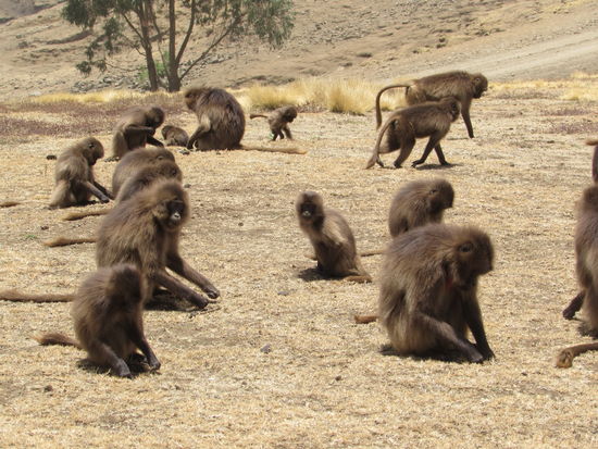 Sie nehmen keinerlei Notiz von uns und grasen friedlich vor sich hin.