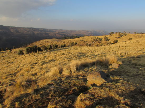 lässt die Graslandschaft in Oker- Tönen  leuchten.