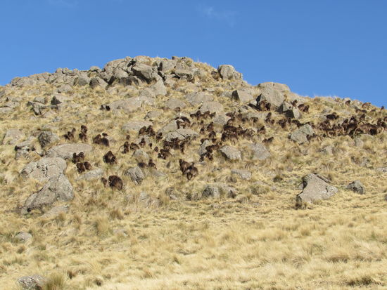 Wieder lassen sie sich überhaupt nicht durch uns stören.