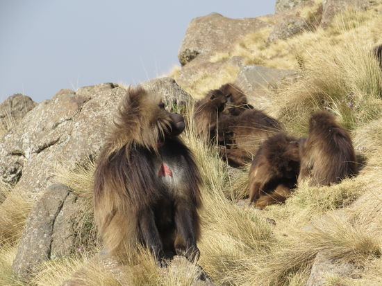 Das große rote Herz auf der Brust gibt den Affen ihren Namen.