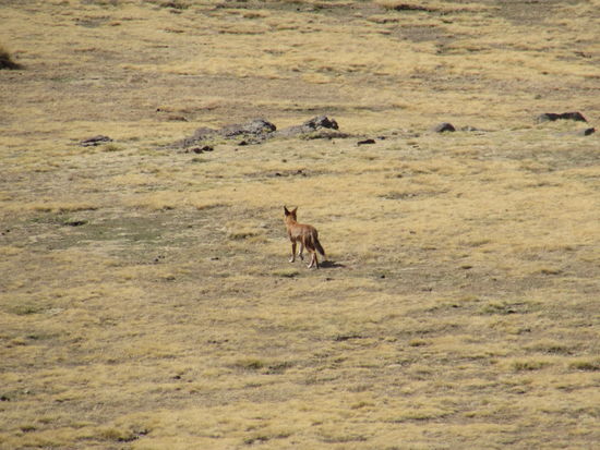 Dann entdeckt unser Scout noch einen Wolf. Es gibt sie nur noch hier in den Bergen von Äthiopien. Etwa 370 Exemplare sollen es noch sein. Wir sind begeistert.