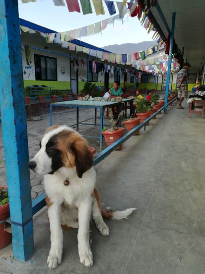 Dieser Hund ist noch ganz jung und verspielt.