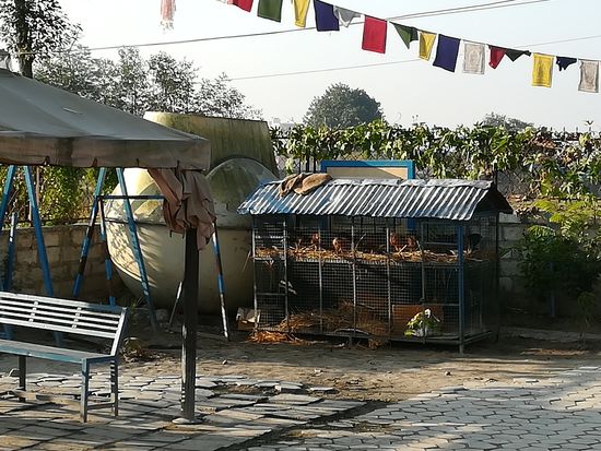 Auch die Hühner schlafen noch.