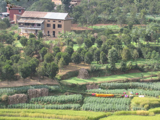 Reisfelder und Mandarinen Haine.