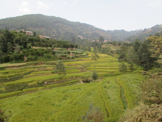 Noch mehr Reisfelder.