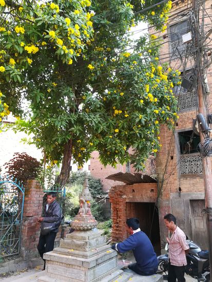 Ein kleiner Mini Tempel unter diesem üppig gelb blühenden Baum.