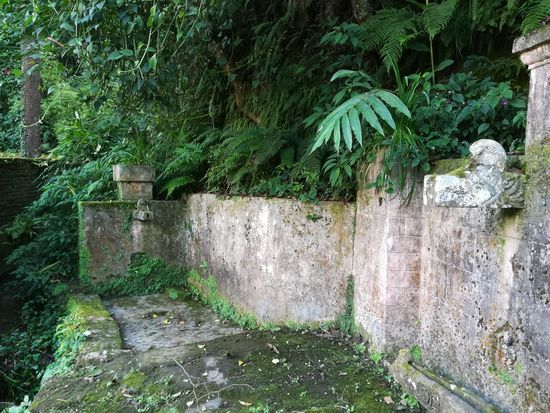 Alles ist wunderschön in grün eingehüllt.