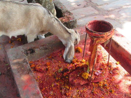 Diese Ziege frisst sich an den Opfergaben satt.