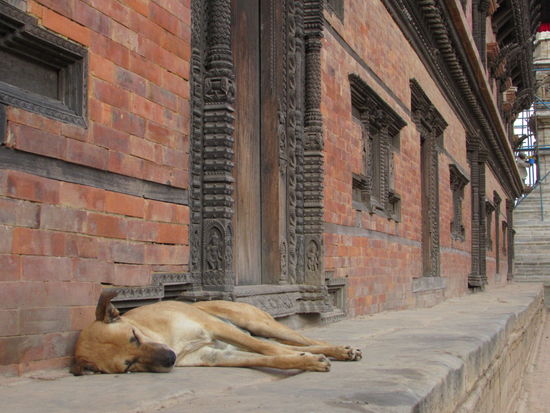 Wir sind jetzt auch hundemüde  und gehen zurück ins Guesthouse.