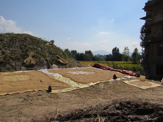 Wenige Meter weiter wird der geerntete Reis schon getrocknet.