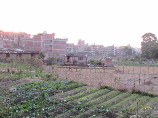 Gemüseanbau am Rande der Stadt.